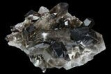 Dark Smoky Quartz Crystal Cluster - Brazil #124596-1